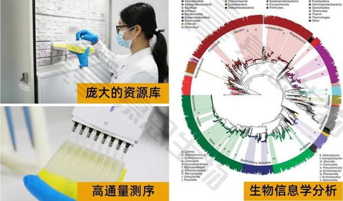 新品上市 绿地成金 绿地活菌拌种,土豆丰收成金